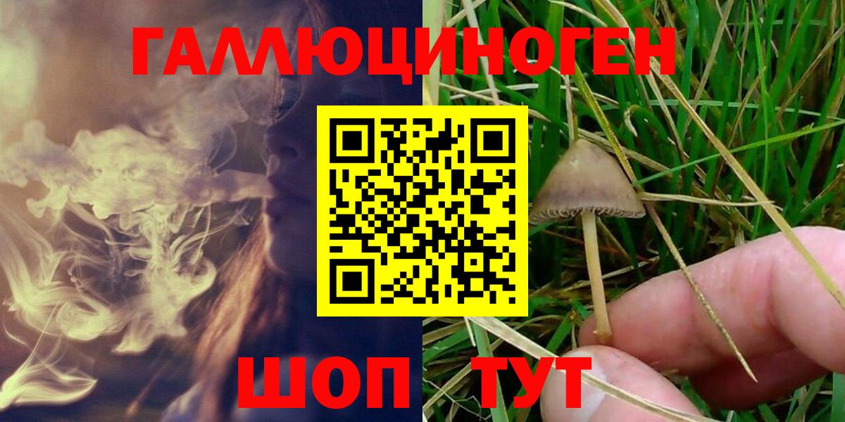 Димитровград  Псилоцибиновые грибы Cubensis  Вход с VPN  что такое   Псилоцибиновые грибы Psilocybe 