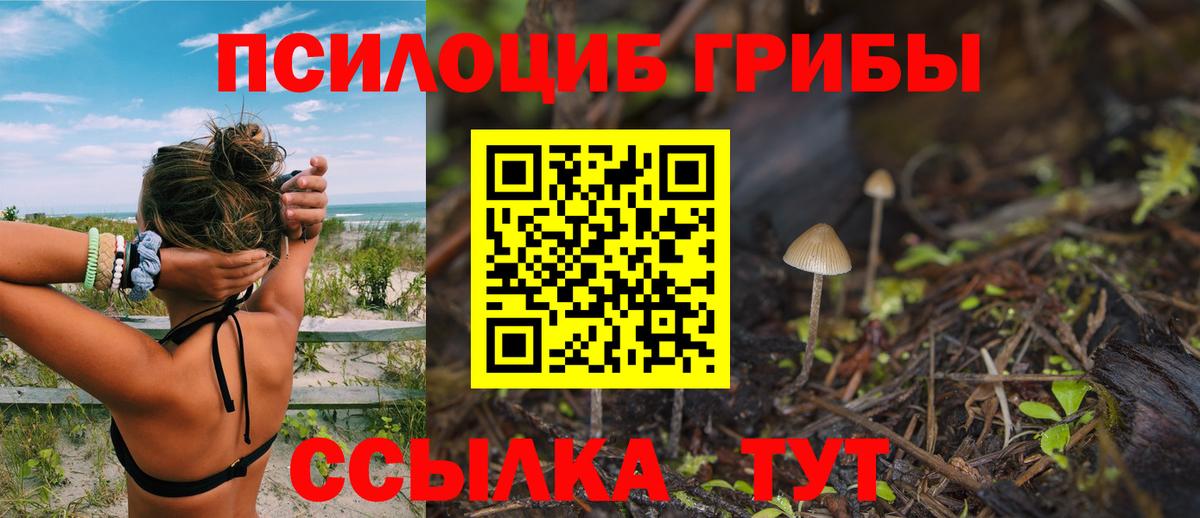 Псилоцибиновые грибы Cubensis Димитровград